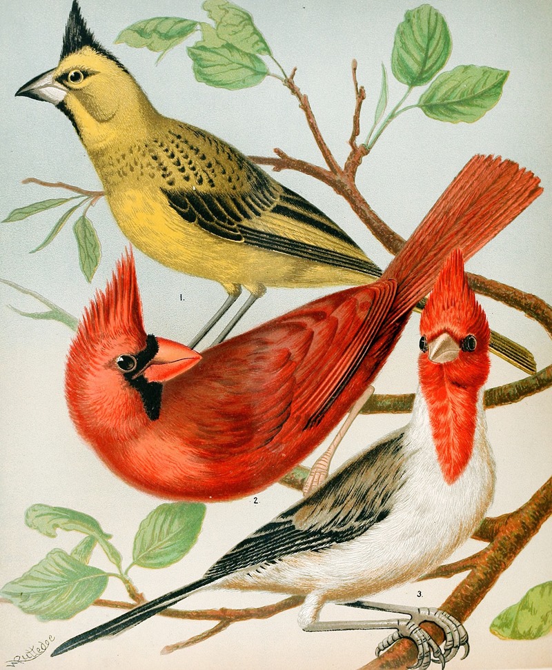 W. A . Blakston - Cardinals,Virginian Nightingale