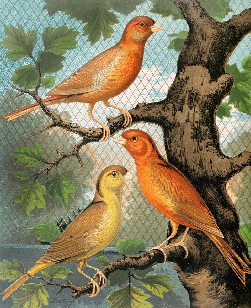 W. A . Blakston - Cinnamon Canaries, Norwich Type