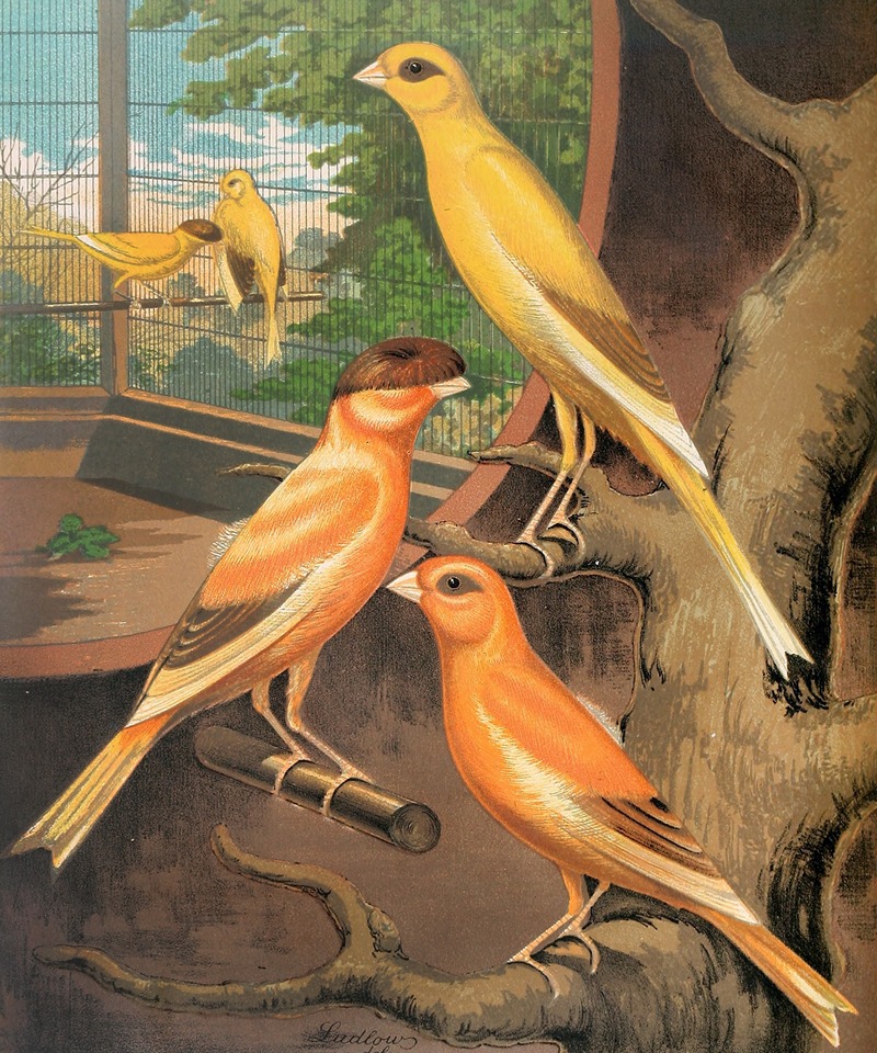 W. A . Blakston - Cinnamon Canaries