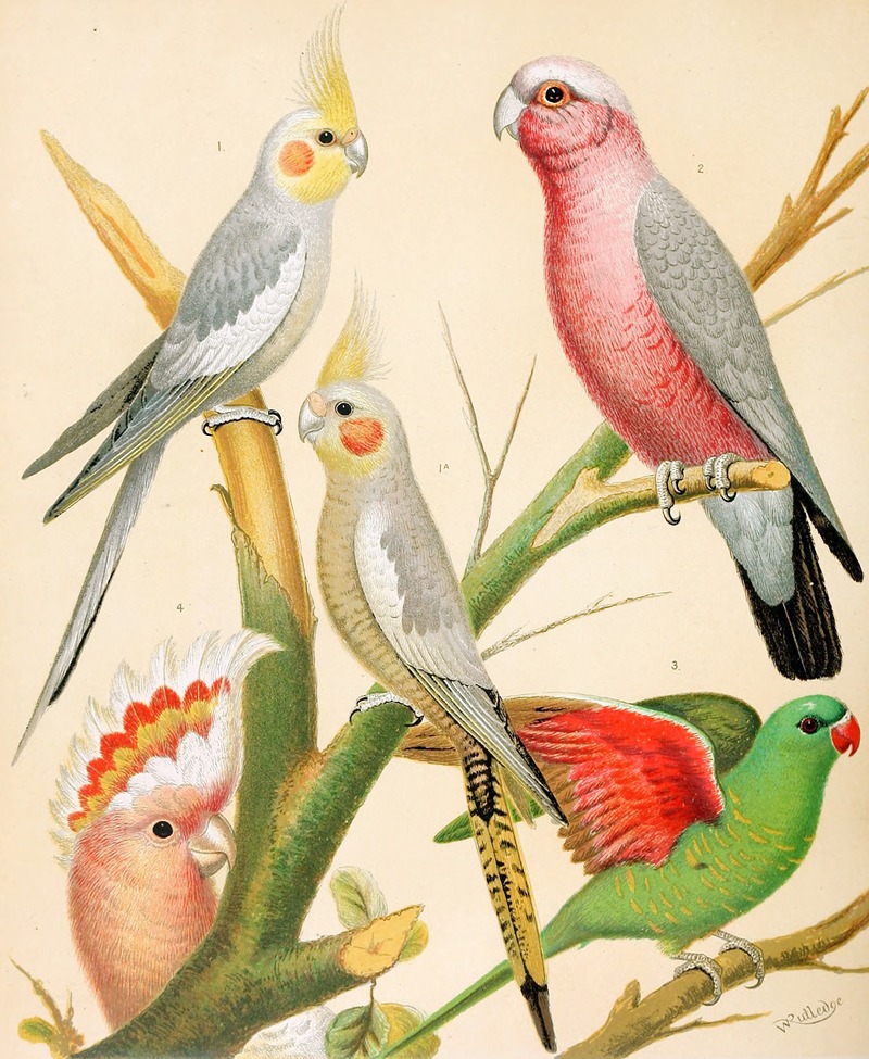 W. A . Blakston - Cockateels, Roseate Cockatoo, Leadbeater’s Cockatoo, Scaly-Breasted Parrakeet