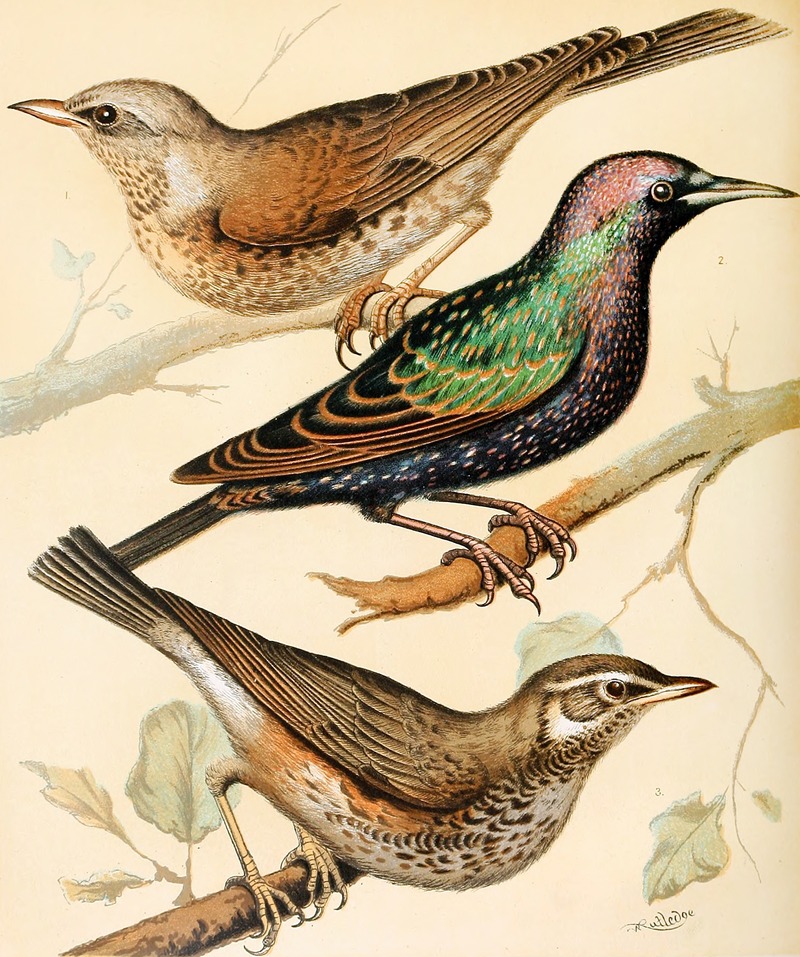 W. A . Blakston - Fieldfare, Starling, Redwing