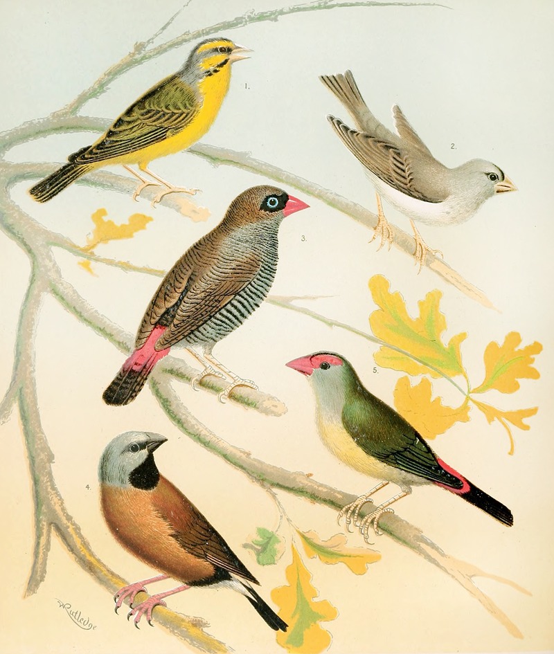 W. A . Blakston - Finches And Australian Waxbill