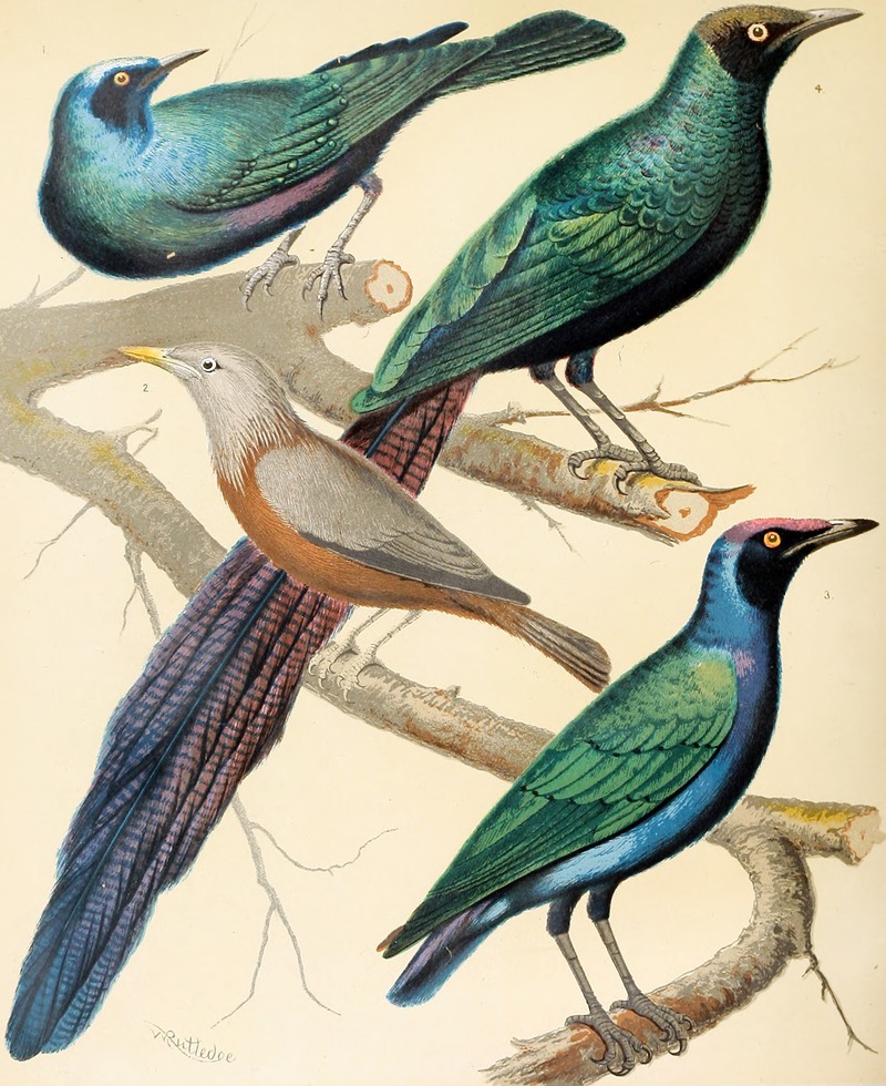 W. A . Blakston - Glossy Starlings, Malabar Mynah