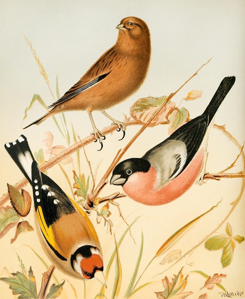W. A . Blakston - Goldfinch, Linnet, Bullfinch