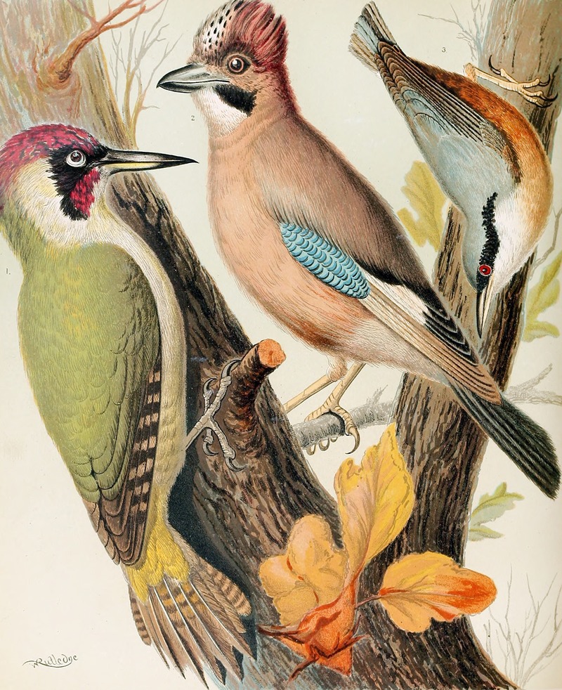 W. A . Blakston - Green Woodpecker, Jay, Nuthatch