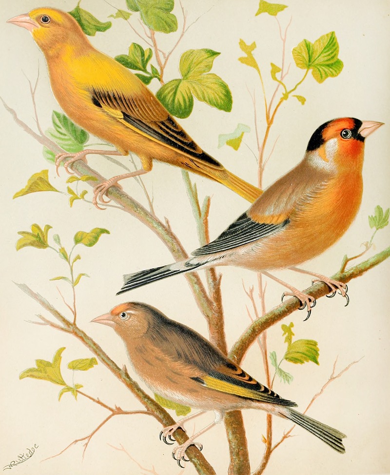 W. A . Blakston - Greenfinch And Linnet, Bullfinch And Goldfinch, Greenfitch And Canary Mule