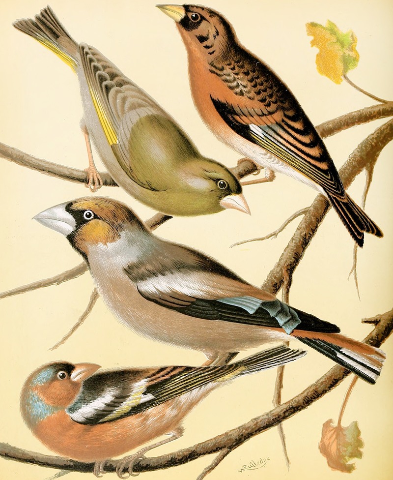 W. A . Blakston - Greenfinch, Mountain Finch, Hawfinch, Chaffinch