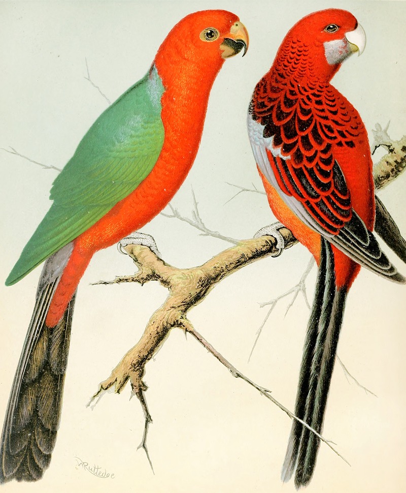 W. A . Blakston - King Parrot, Pennant’s Parrakeet