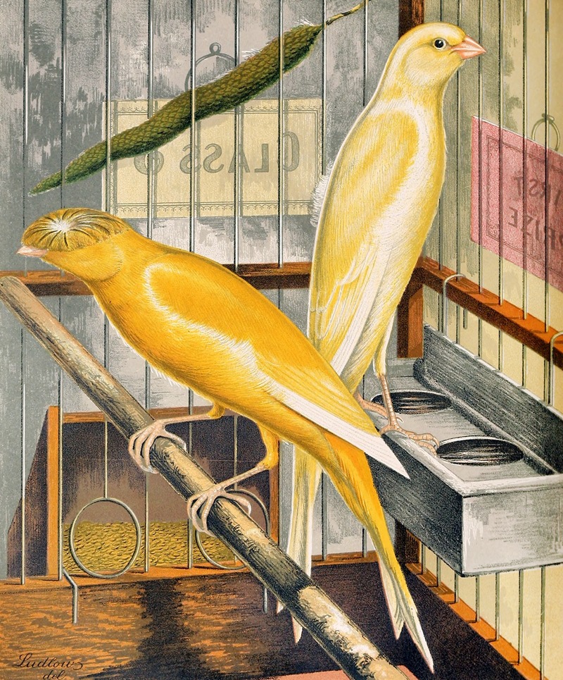 W. A . Blakston - Lancashire Coppies-Yellow Cock And Buff Plainhead Hen
