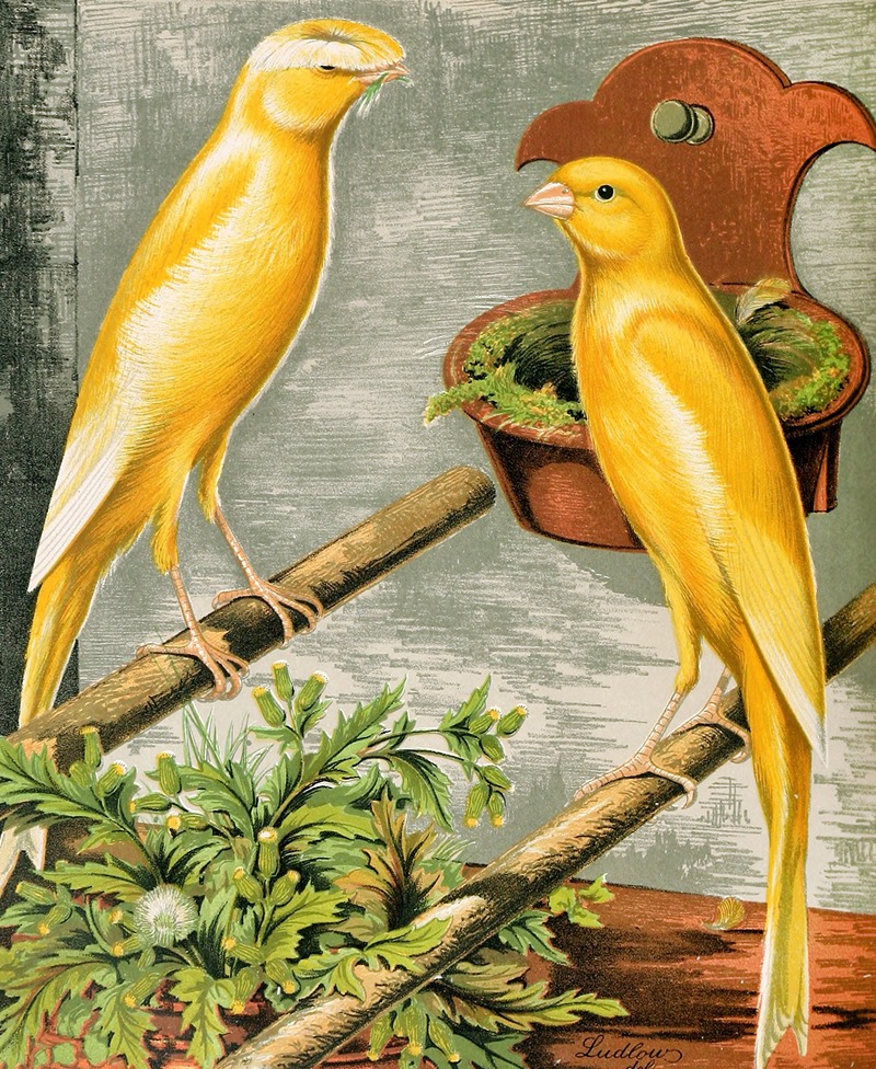 W. A . Blakston - Lancashire Coppies-Yellow Plainhead Cock And Buff Coppy Hen