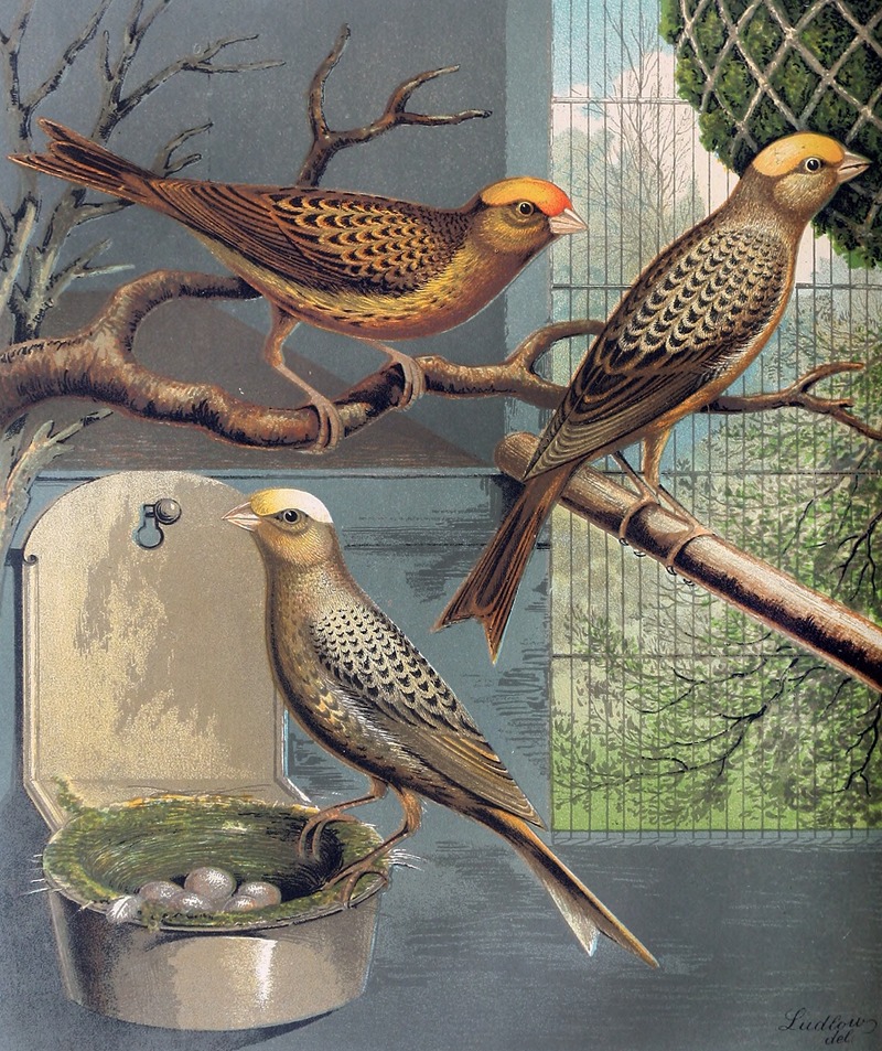 W. A . Blakston - Lizard Canaries