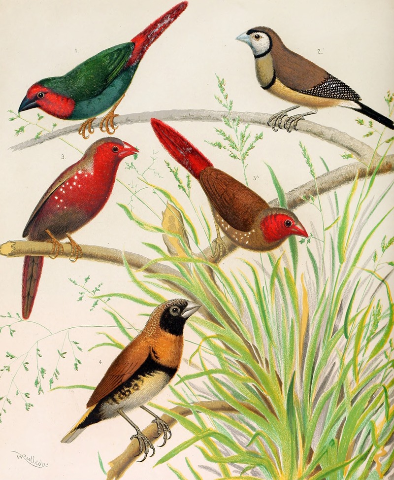 W. A . Blakston - Parrot Finch, Bicheno’s Finch, Australian Crimson Finch, Chestnut Breasted Finch