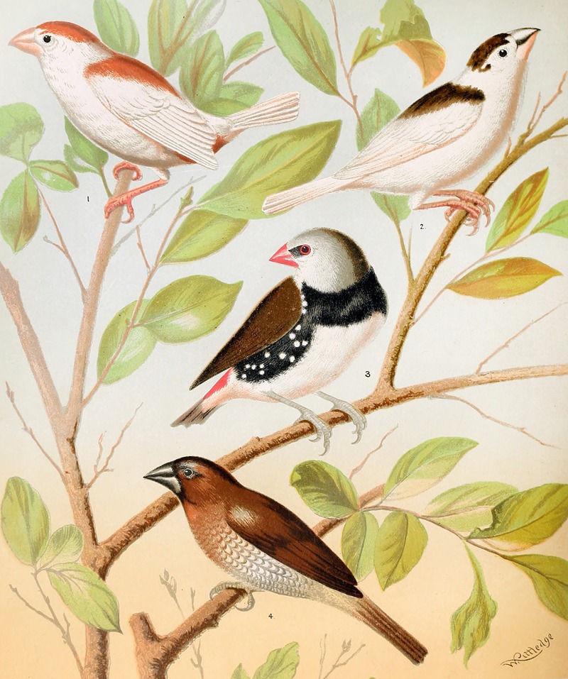 W. A . Blakston - Pied Mannkins, Diamond Sparrow, Nutmeg Or Spice Bird