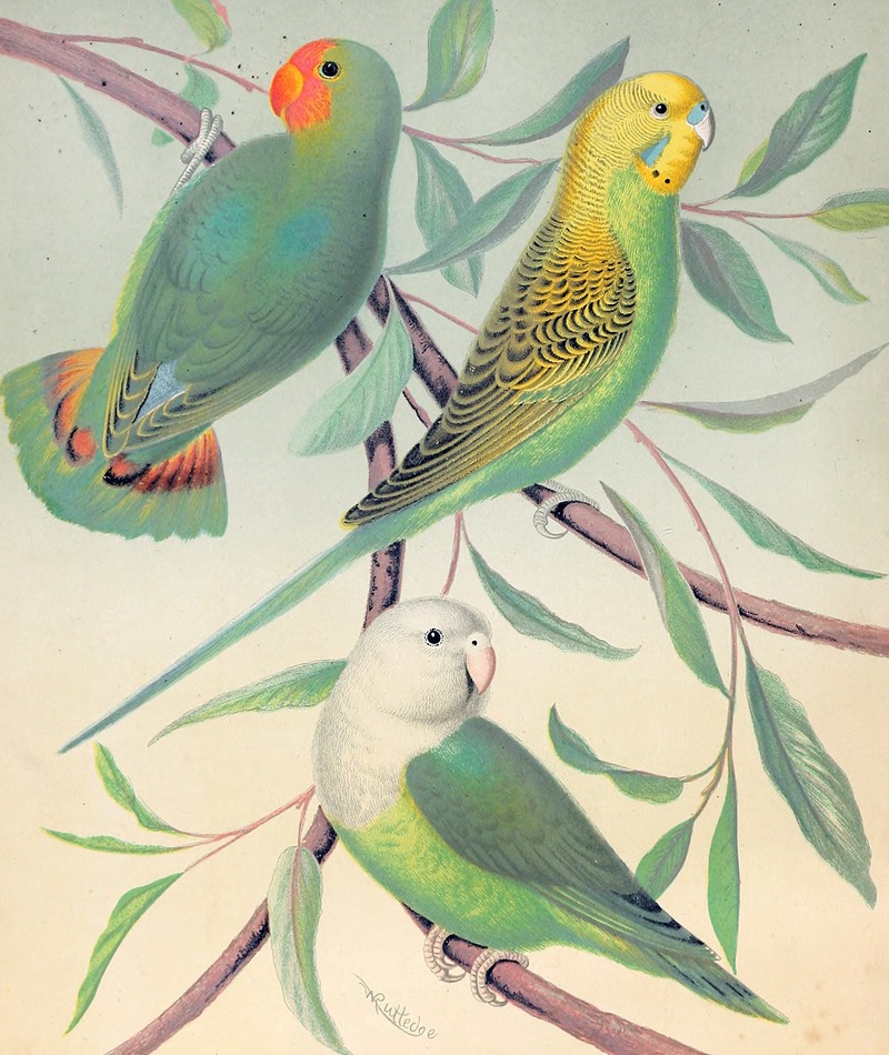 W. A . Blakston - Red-Headed Love-Bird, Grass Parakeet, Madagascar Love-Bird