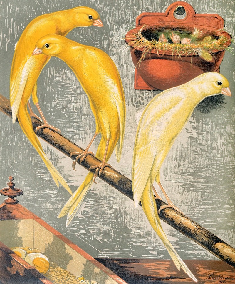 W. A . Blakston - Scotch Fancy Canaries