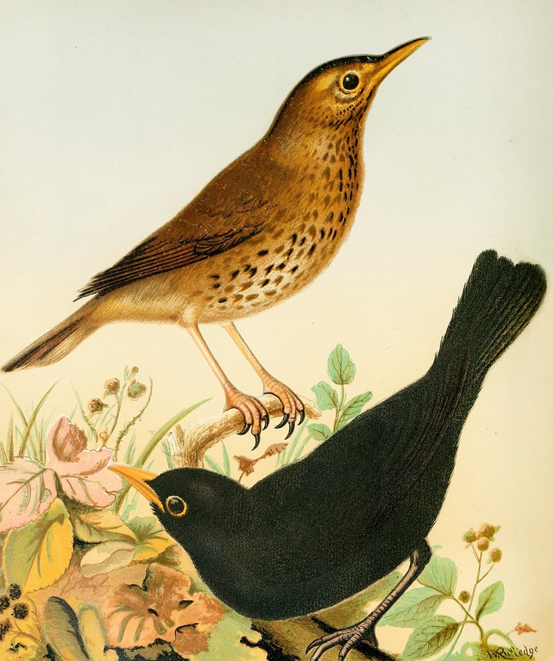 W. A . Blakston - Song Thrush And Blackbird