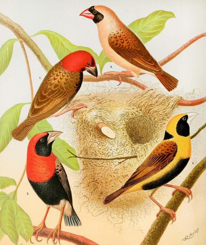W. A . Blakston - Weaver Birds