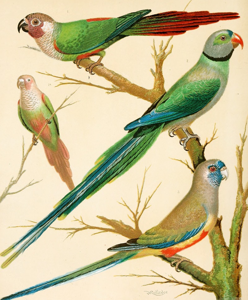 W. A . Blakston - White-Eared Conures, Malabar Parrakeet, Blue Bonnet Parrakeet