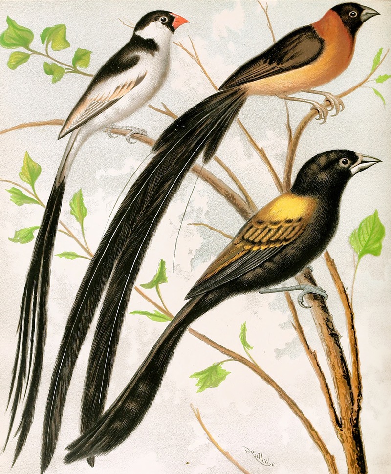 W. A . Blakston - Wydah Birds