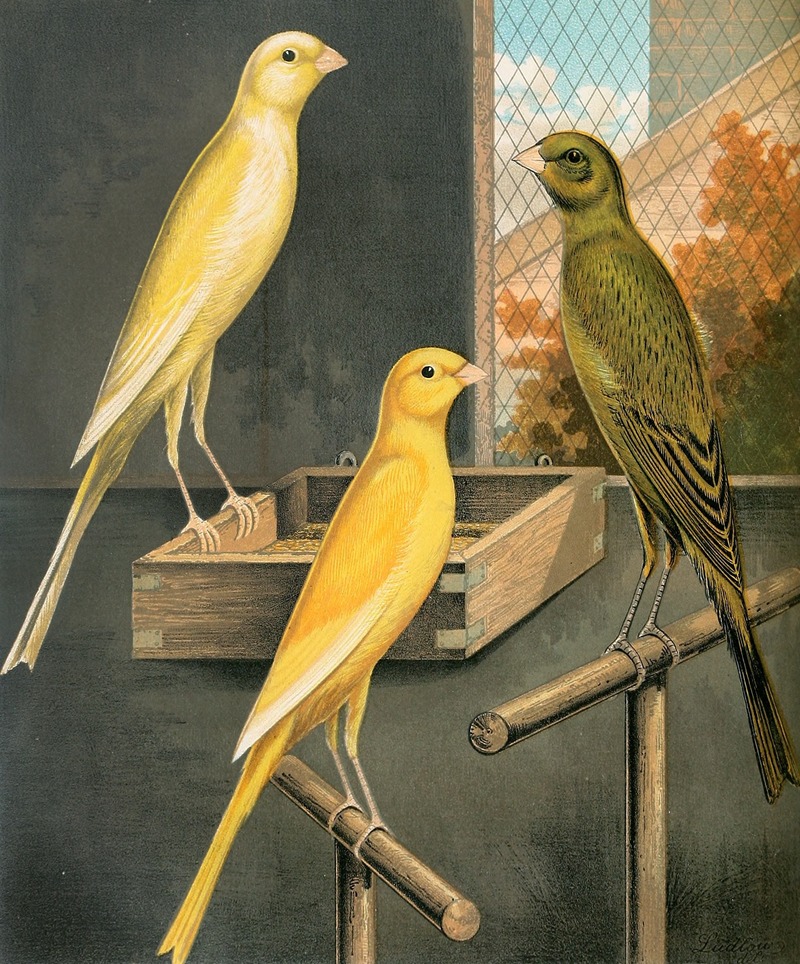 W. A . Blakston - Yorkshire Canaries