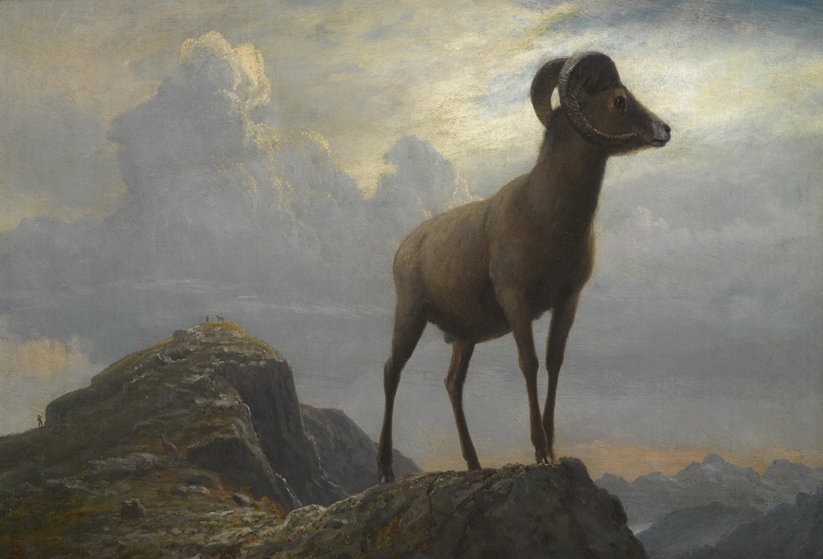 Albert Bierstadt - Study Of A Bighorn Ram