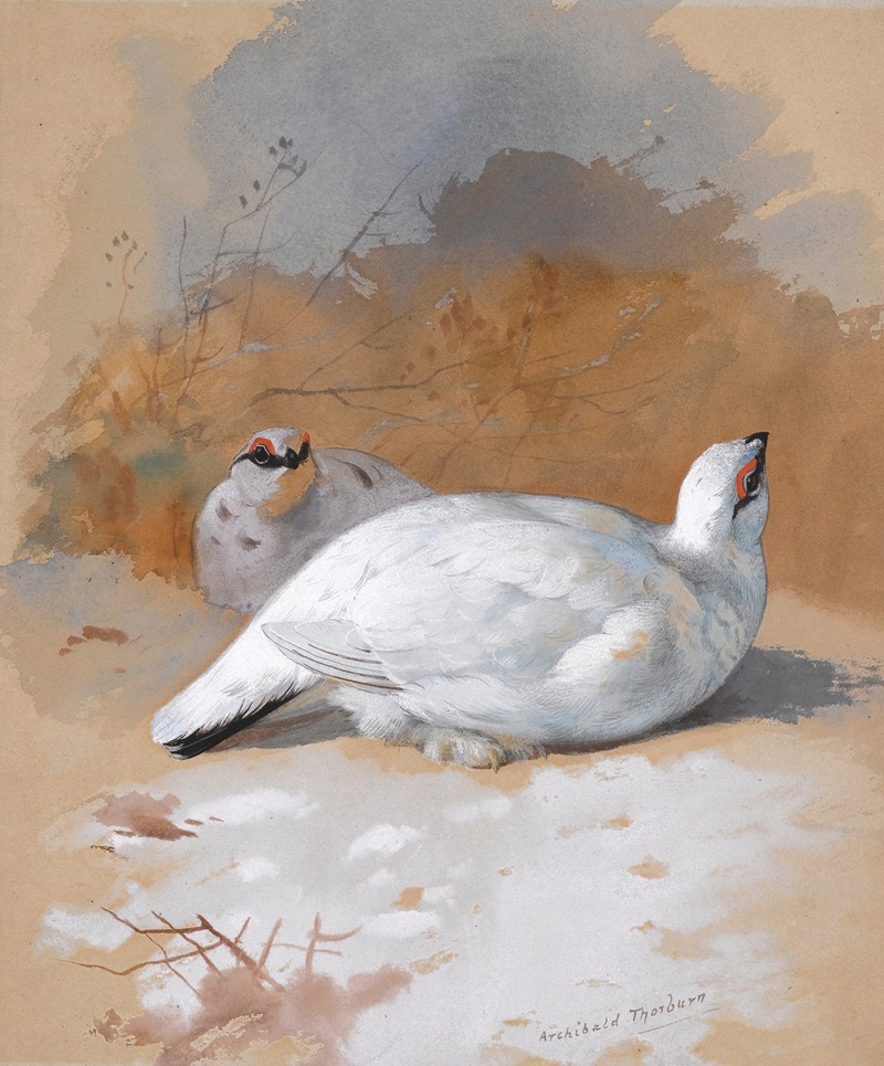 Archibald Thorburn - A brace Of Ptarmigan In The Snow