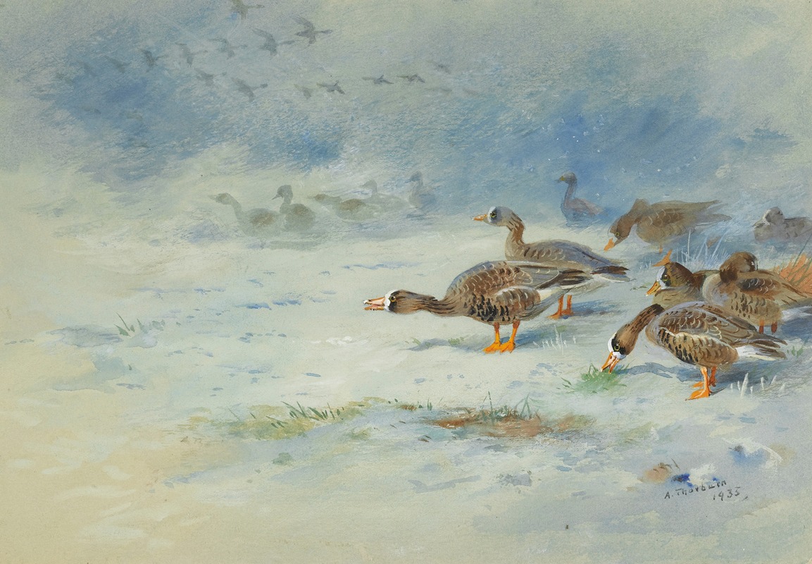Archibald Thorburn - Arnacle Geese