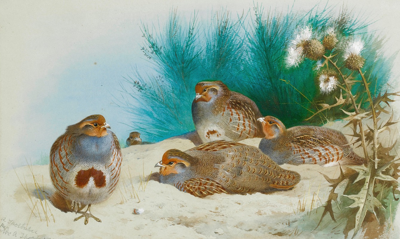 Archibald Thorburn - English Partridge With Gorse And Thistles