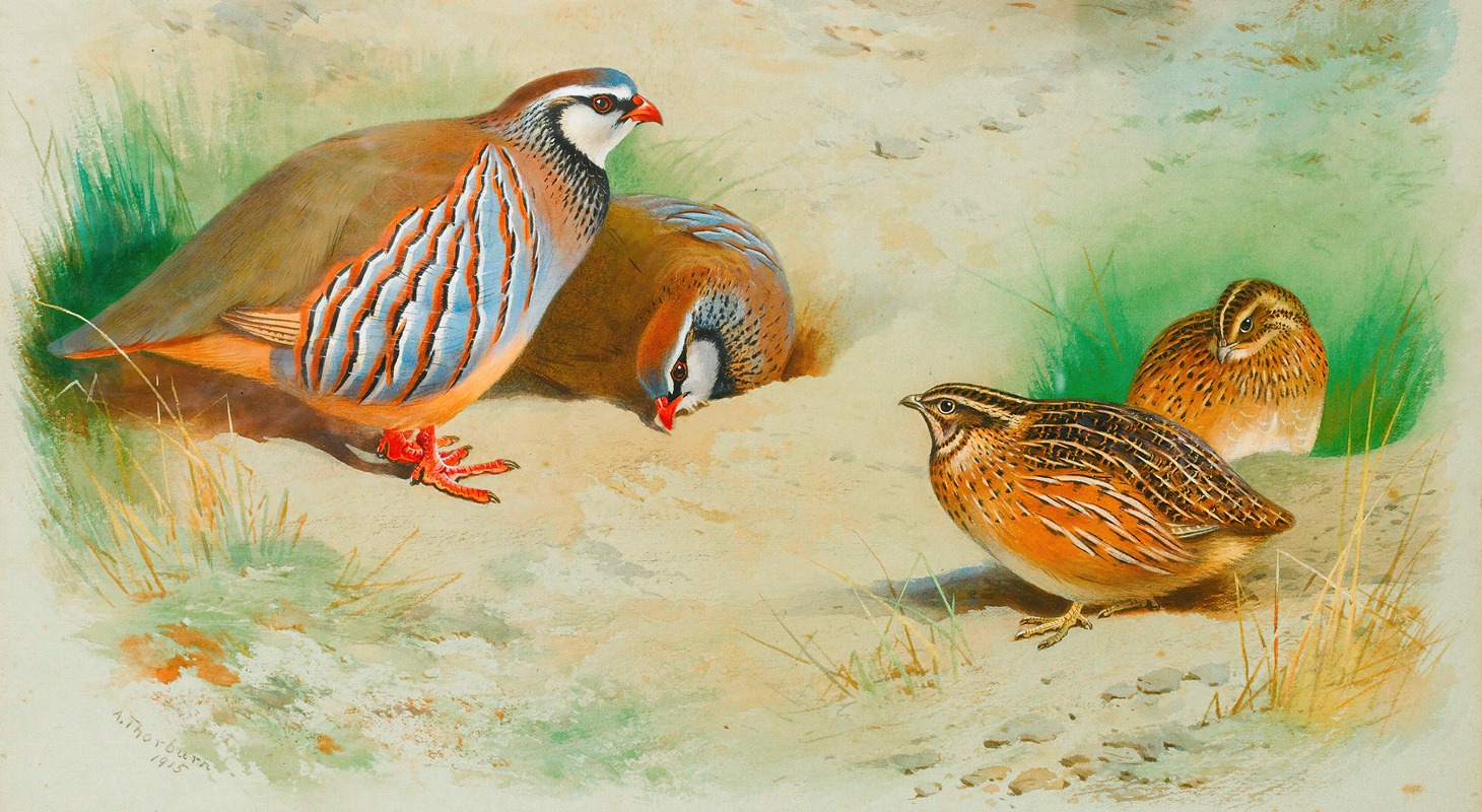 Archibald Thorburn - French Partridge And Chicks