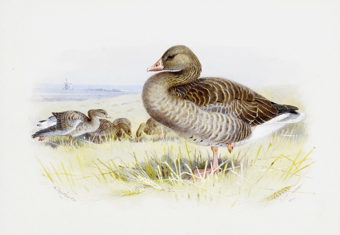 Archibald Thorburn - Greylag Goose