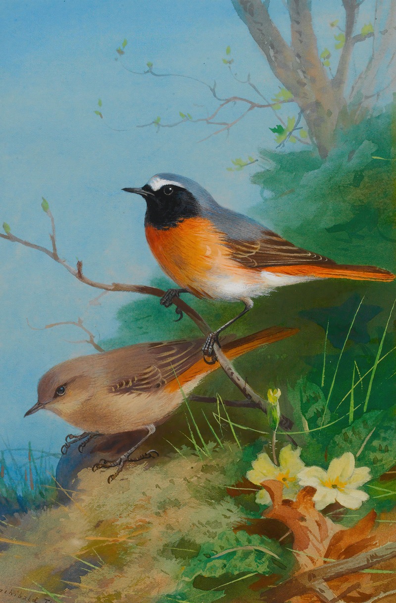 Archibald Thorburn - Pair Of Redstarts