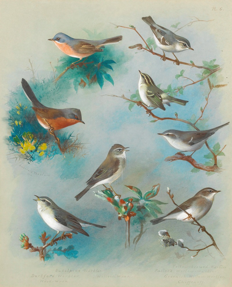 Archibald Thorburn - Warbler And Wrens