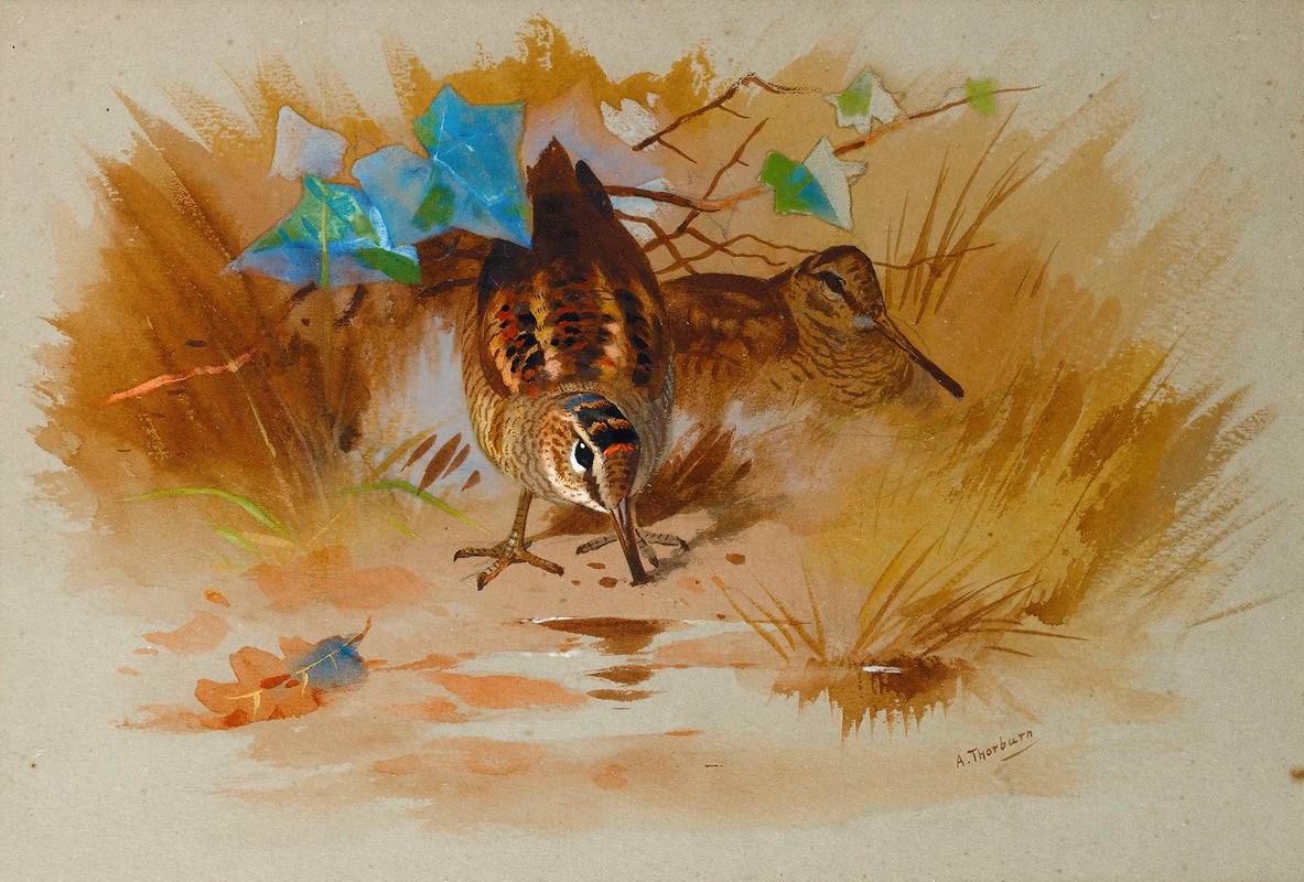 Archibald Thorburn - Woodcock In A Sandy Hollow