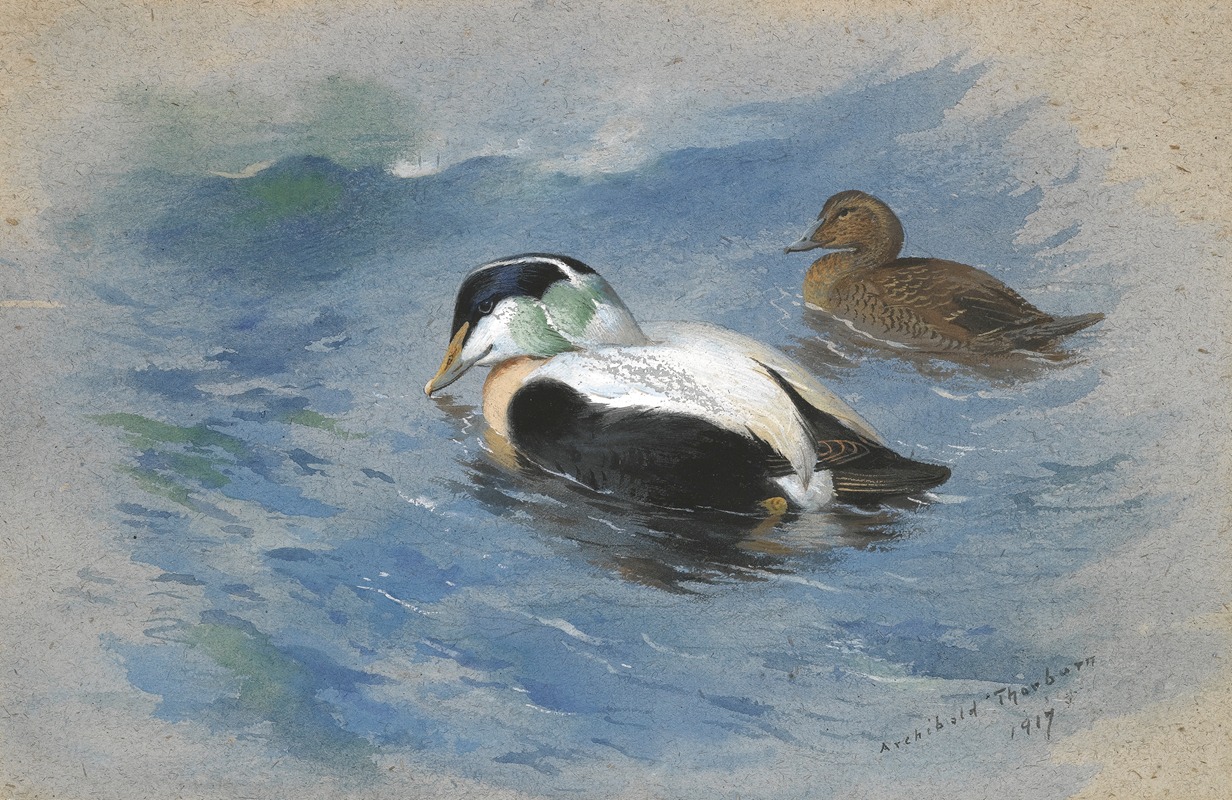 Archibald Thorburn - A Pair Of Eider Ducks