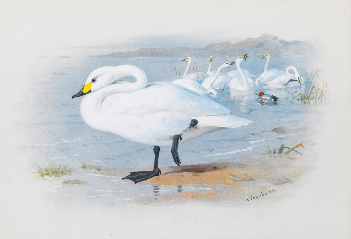 Archibald Thorburn - Bewick’s Swan