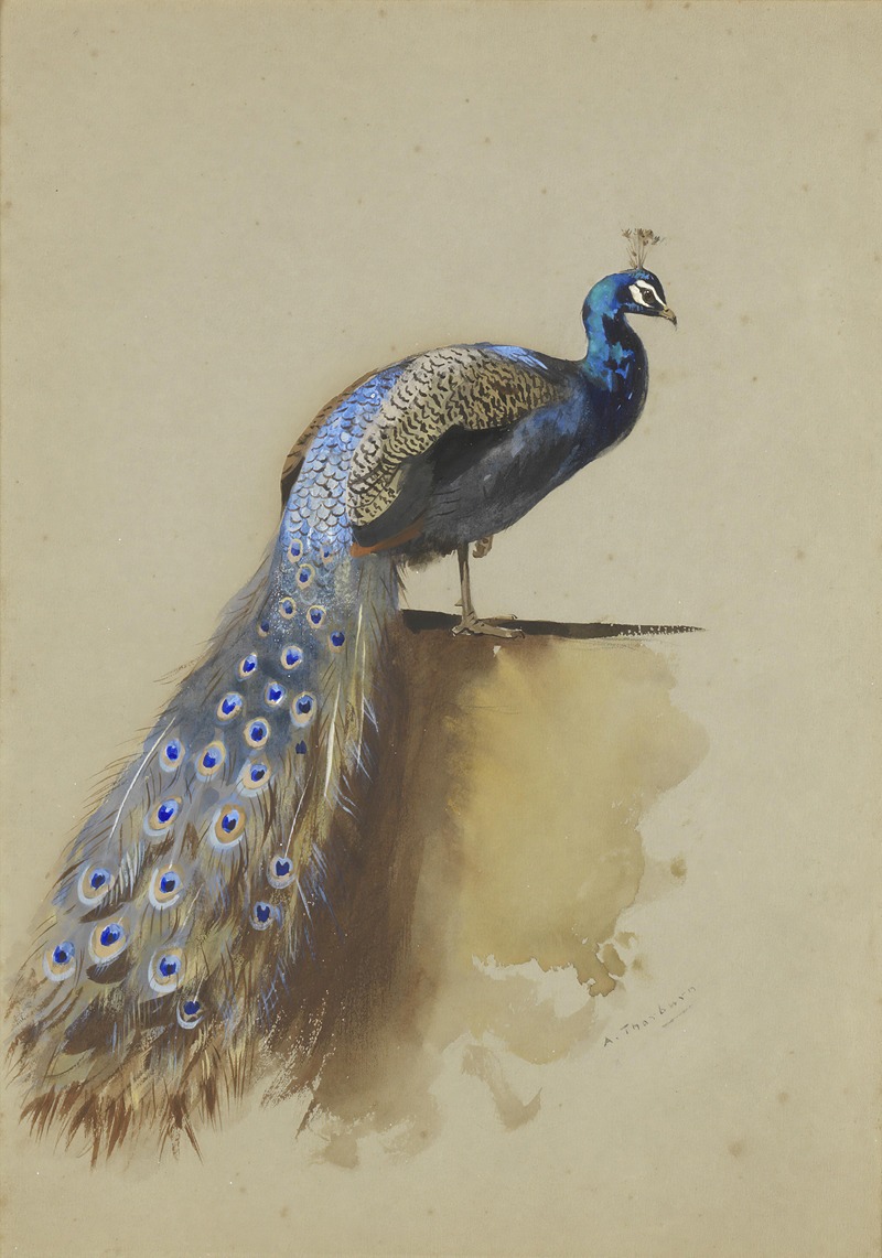 Archibald Thorburn - Peacock