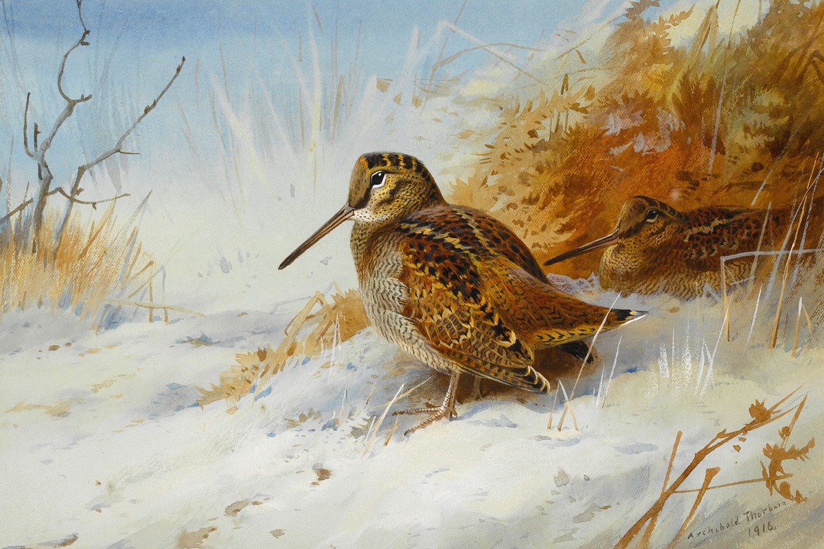 Archibald Thorburn - Winter Woodcock