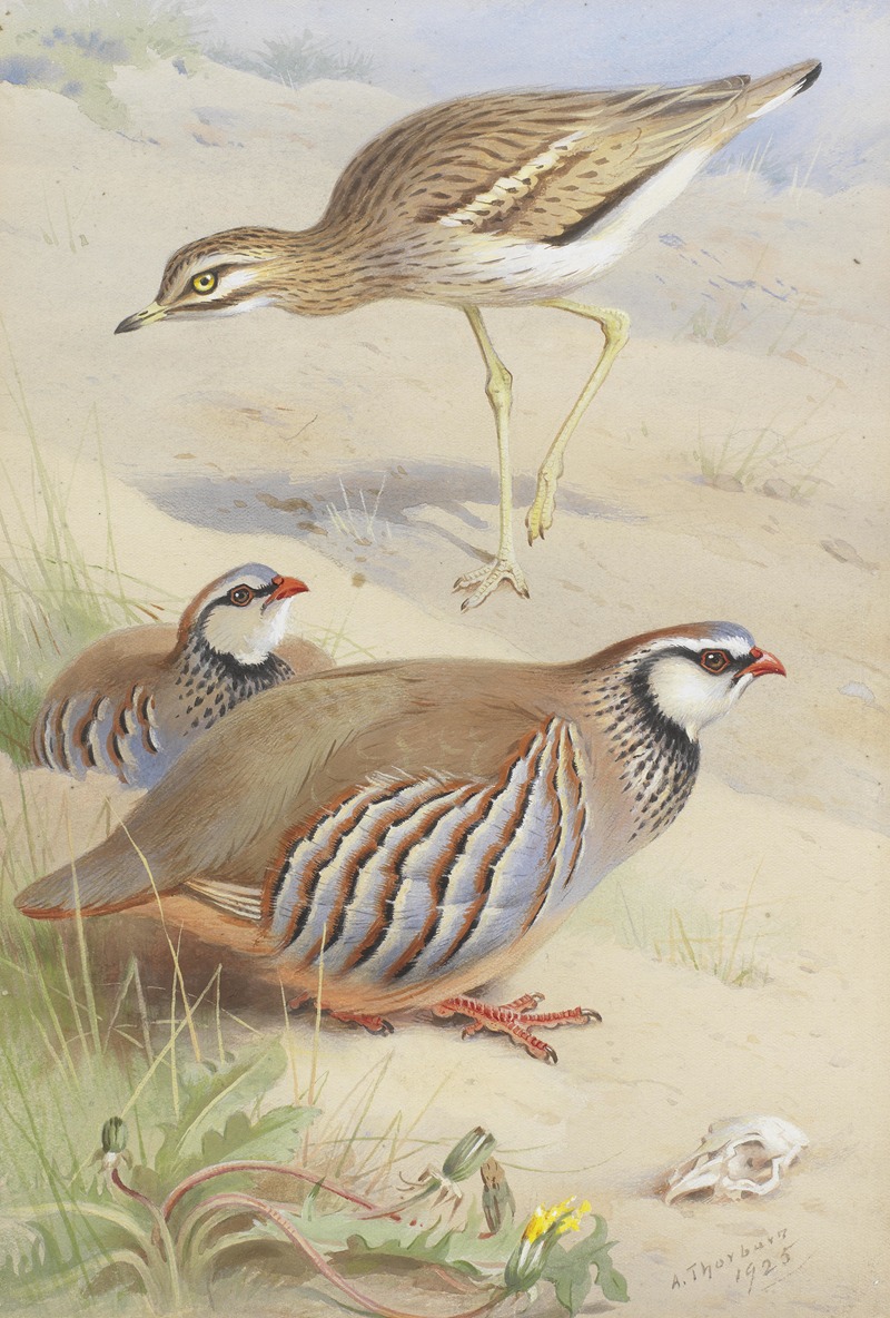 Archibald Thorburn - A Stone Curlew And A Pair Of French Partridge