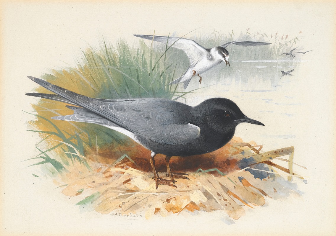 Archibald Thorburn - Black Tern; Great Shearwater