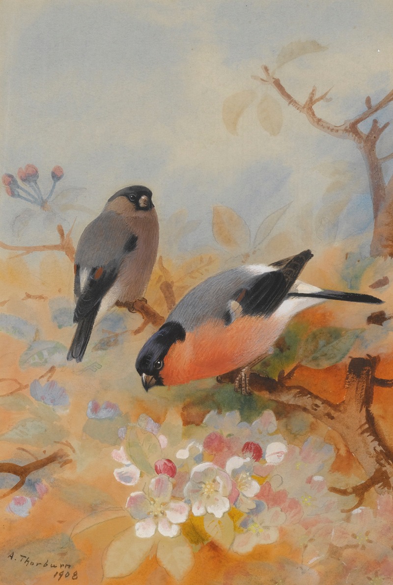 Archibald Thorburn - Bullfinches