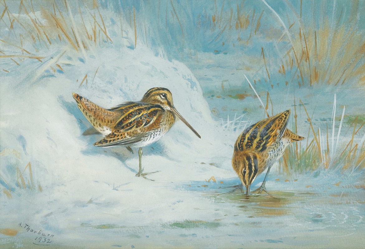 Archibald Thorburn - Frozen Out Snipe