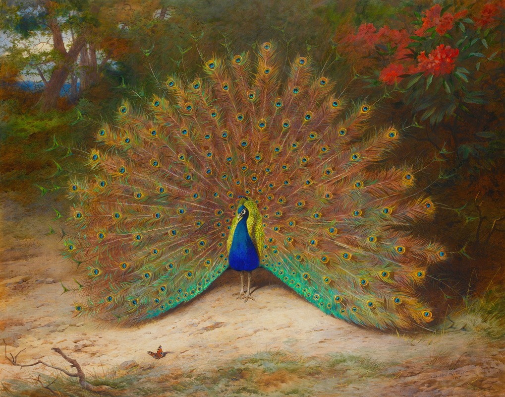Archibald Thorburn - Peacock And Peacock Butterfly