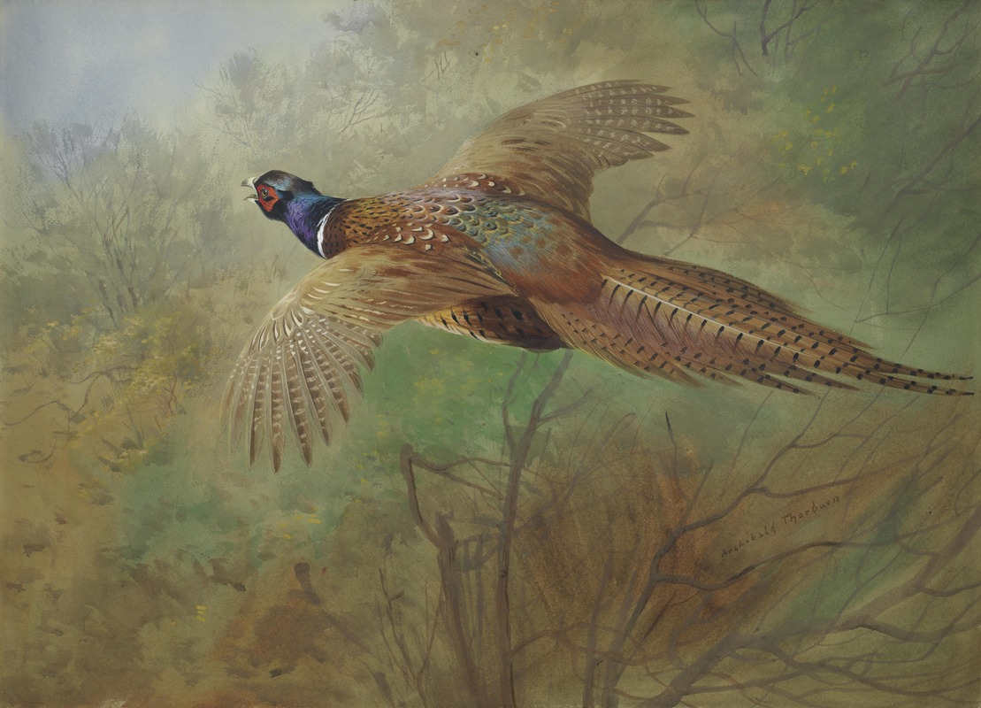 Archibald Thorburn - Pheasant In Flight