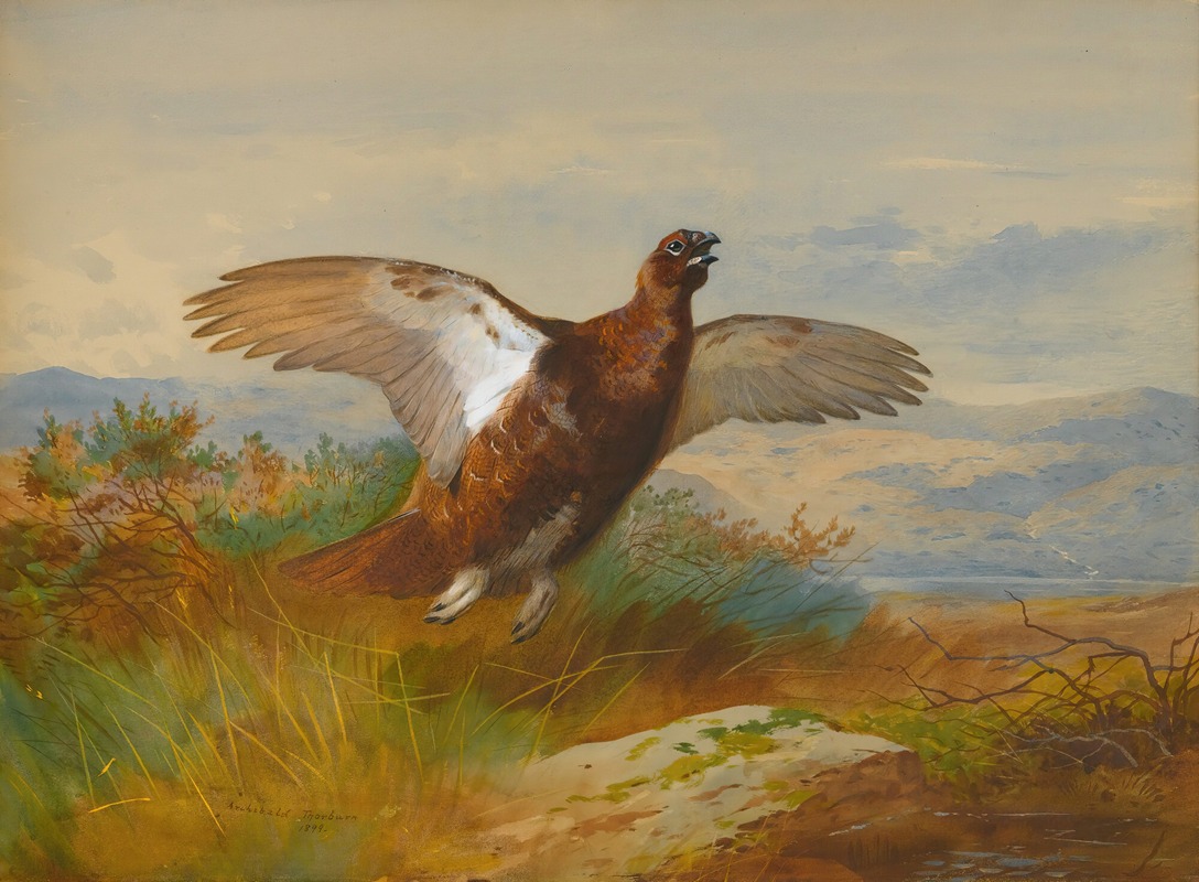 Archibald Thorburn - Red Grouse In Flight