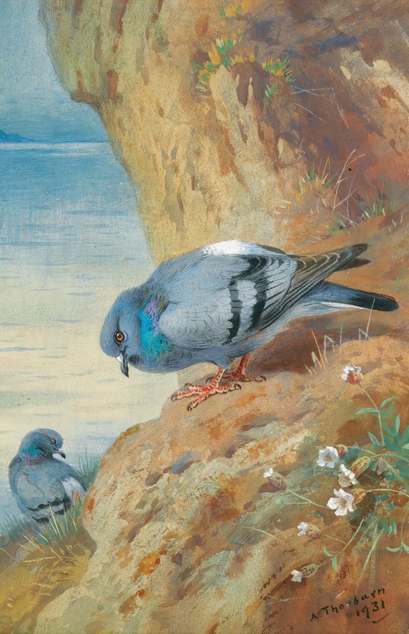 Archibald Thorburn - Rock Doves