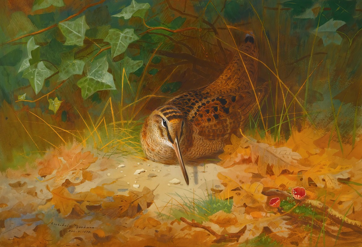 Archibald Thorburn - Woodcock