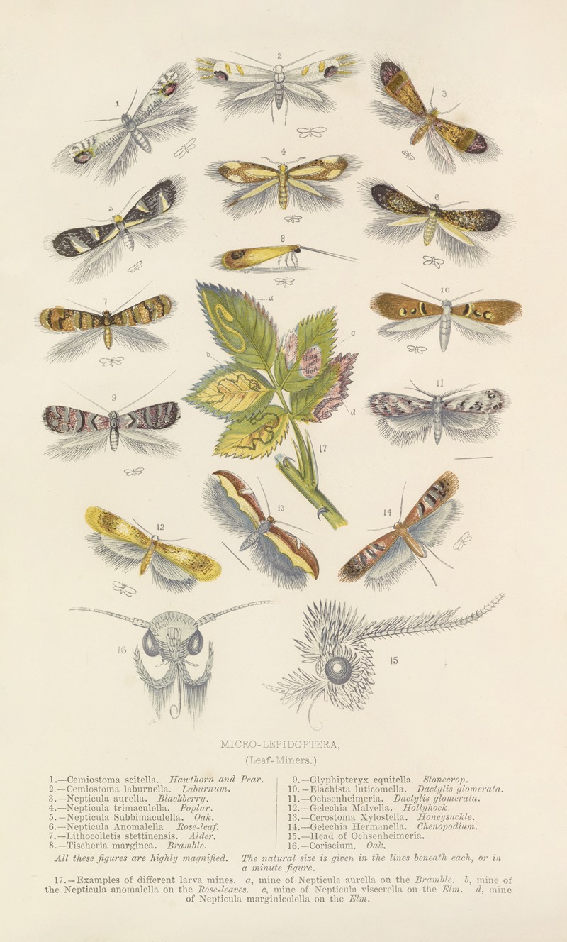Barret And Sons - Micro-Lepidoptera Or Leaf Miners