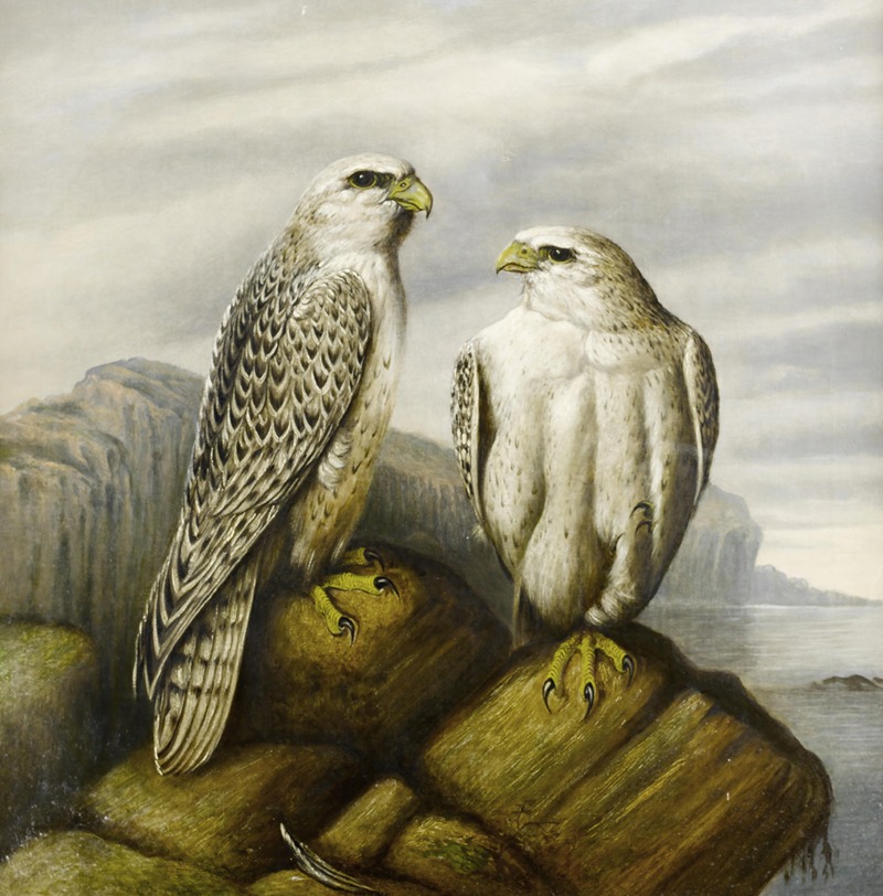 Joseph Wolf - Gyr Falcons On A Rocky Ledge