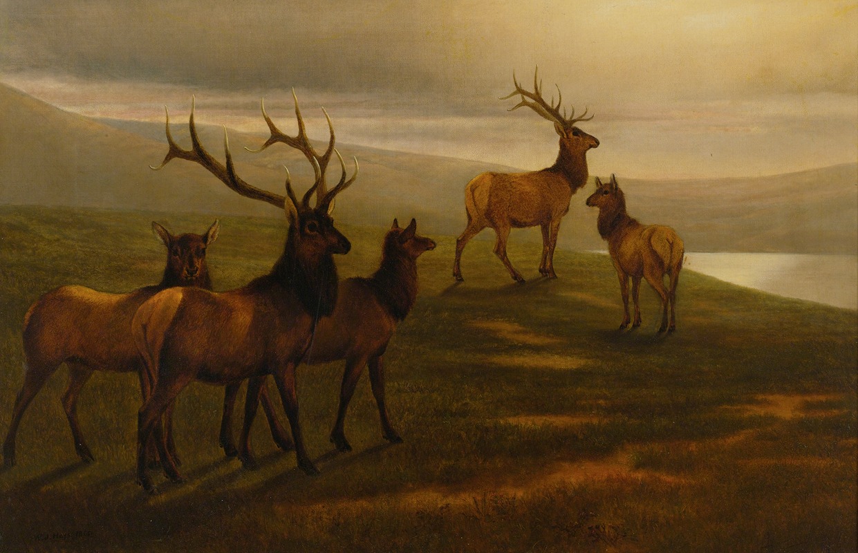 William Jacob Hays Sr. - American Elk