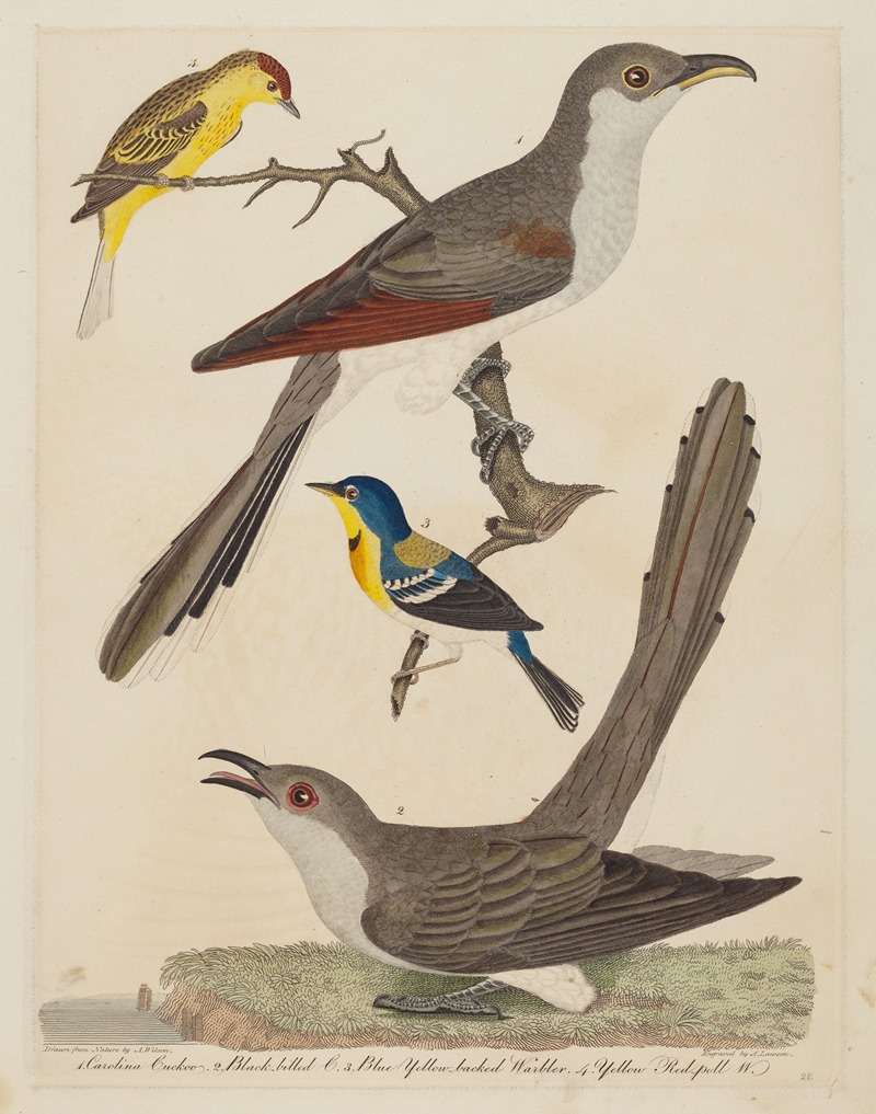 Alexander Lawson - Carolina Cuckoo, Black-billed Cuckoo, Blue Yellow-backed Warbler, and Yellow Red-poll Warbler